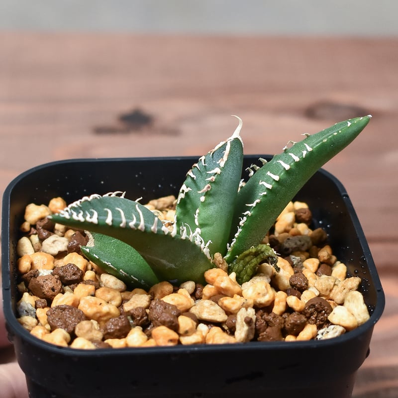 アガベ チタノタ 南アフリカダイヤモンド 