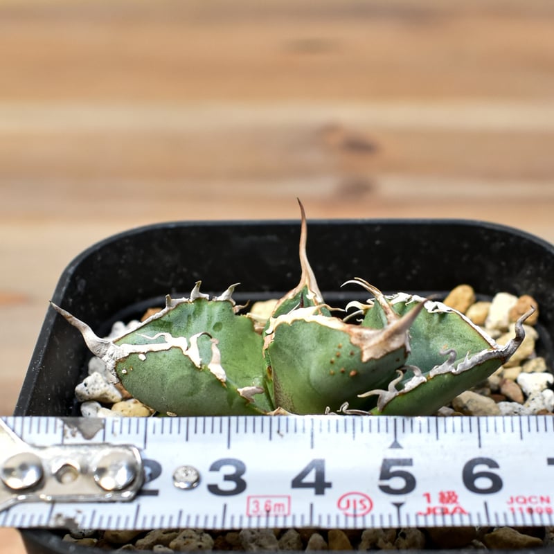 アガベ チタノタ DENNIS018 【台湾DENNIS産/発根済み/子株】DN2402