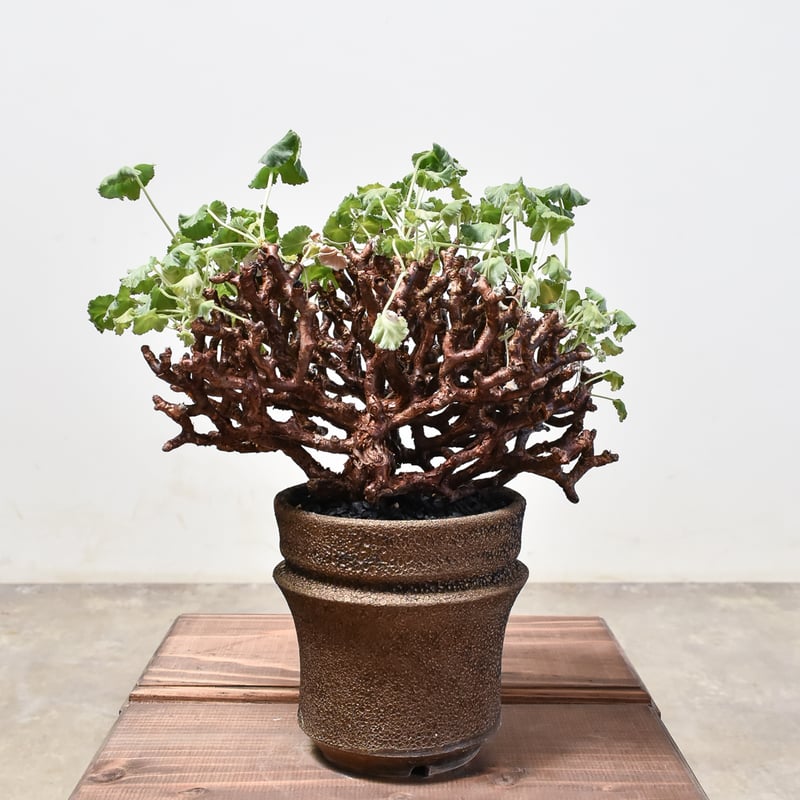 ペラルゴニウム ミラビレ 大株【発根済み】RF231716 | RAFLUM