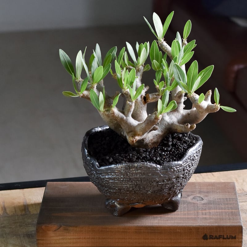 パキポディウム ブレビカリックス Lサイズ【注目の1株！！どっしりと