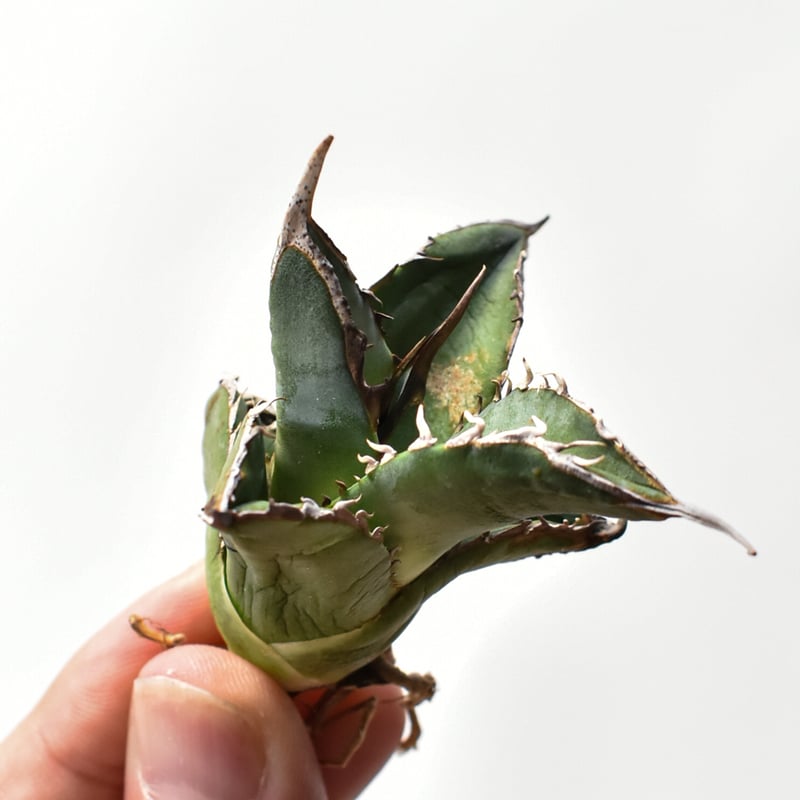 アガベ オテロイ 