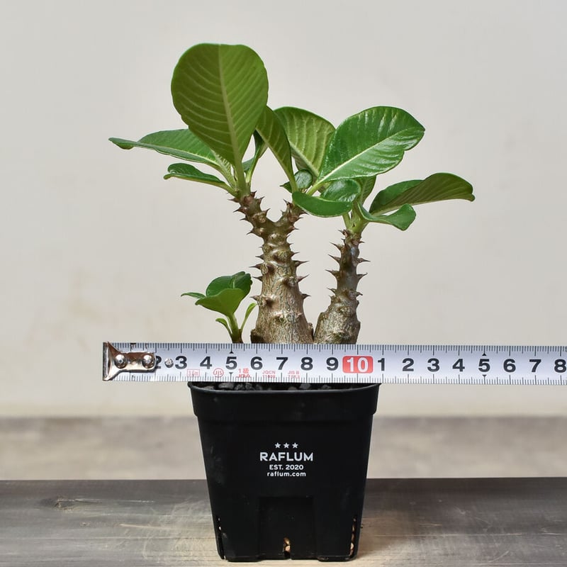 パキポディウム ウィンゾリー （実生）RF231540 | RAFLUM / ラフラム