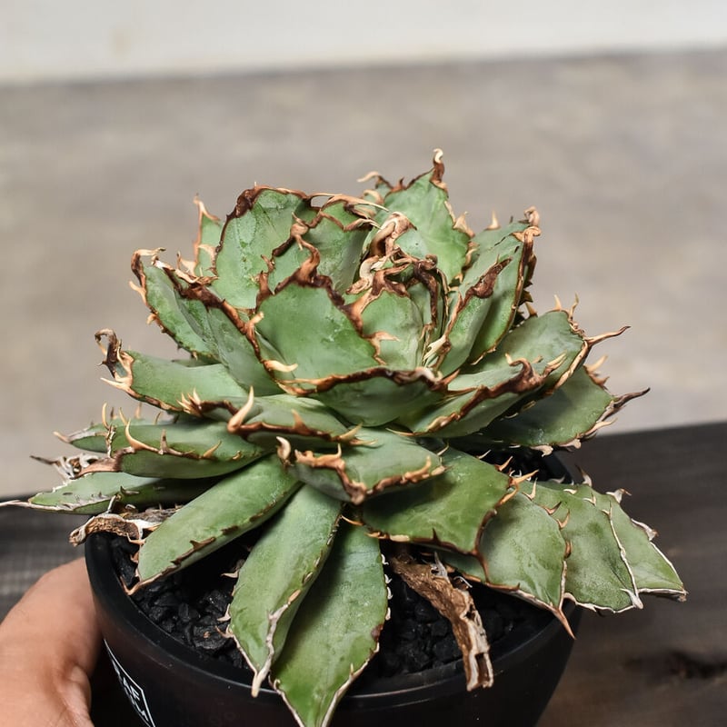 アガベ チタノタ 綴化フィリグリーデビル 