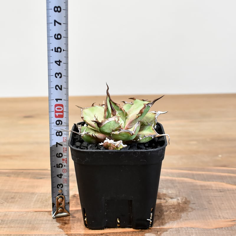 アガベ チタノタ DENNIS043【台湾DENNIS産/発根済み/子株】DN2501002