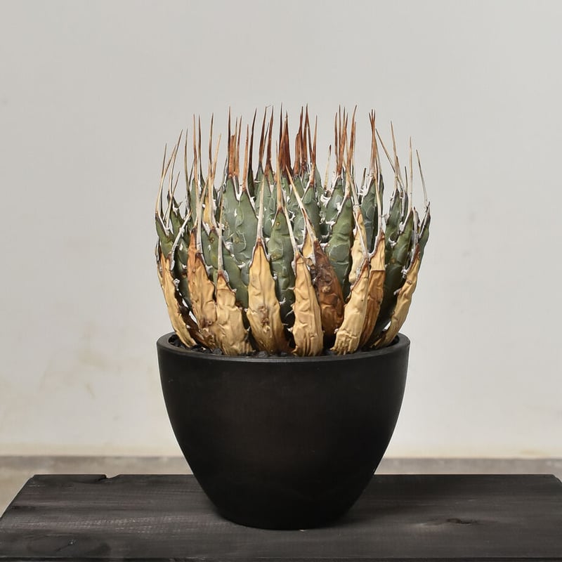 アガベ ユタエンシス エボリスピナ 【カリフォルニア産/発根済み