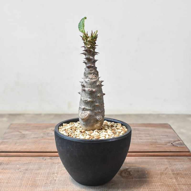 パキポディウム ウィンゾリー 【実生】GM2402207 | RAFLUM / ラフラム