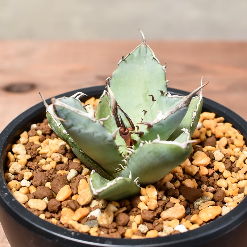 アガベ チタノタ フェニックス 