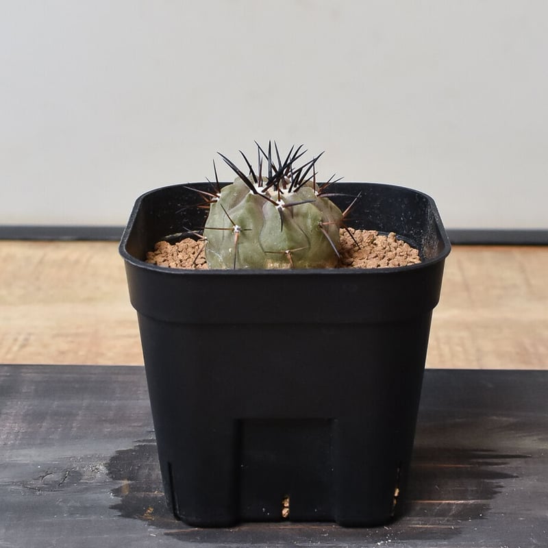 コピアポア シネレア 