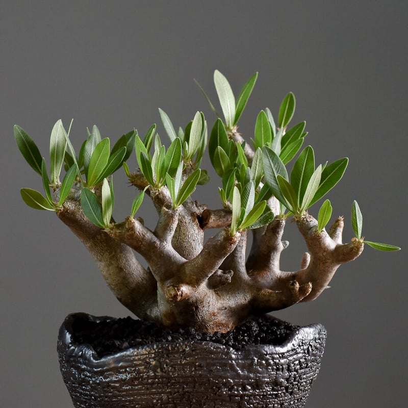 パキポディウム ブレビカリックス Lサイズ【注目の1株！！どっしりと