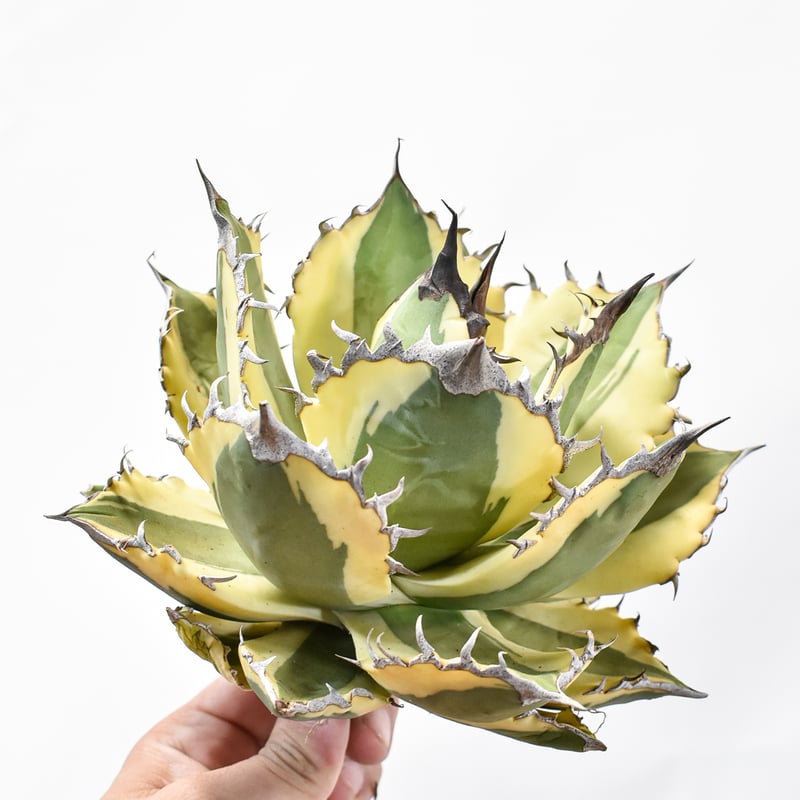 アガベ チタノタ スナグルトゥース 