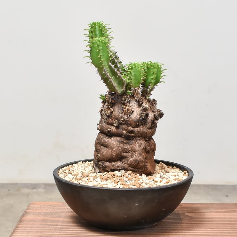 ユーフォルビア ムランジーナ 【発根済み】RF231971(T) | RAFLUM