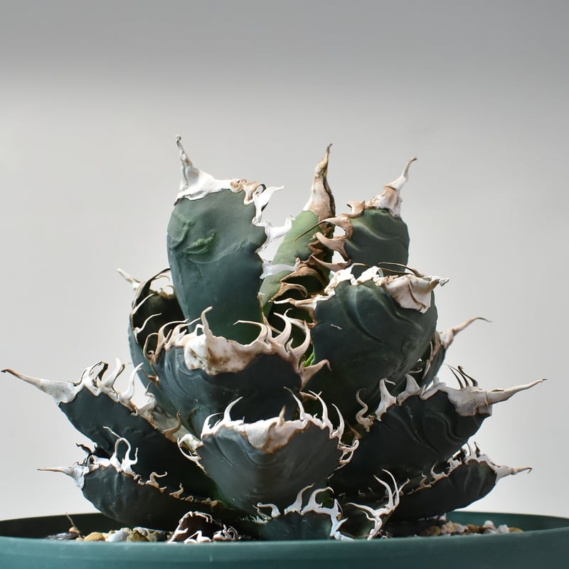 RAFLUMコレクション】アガベ チタノタ 