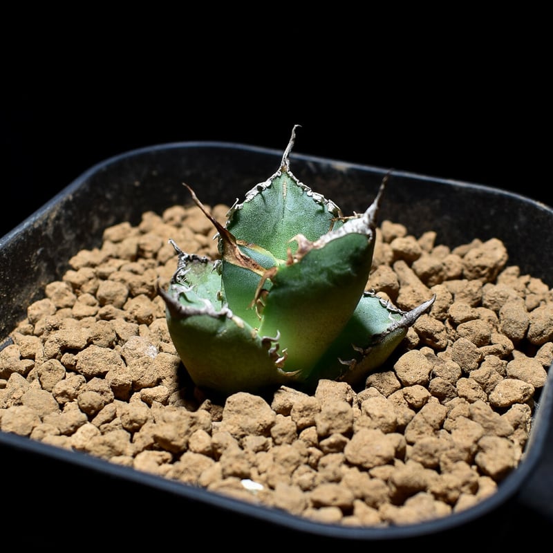 アガベ チタノタ 