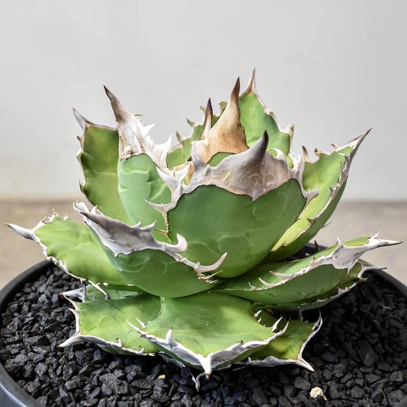 RAFLUMコレクション】アガベ チタノタ 