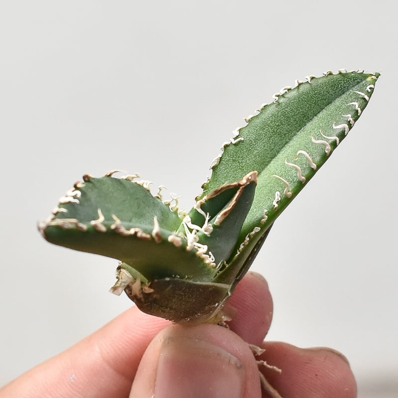 アガベ チタノタ 南アフリカダイヤモンド 