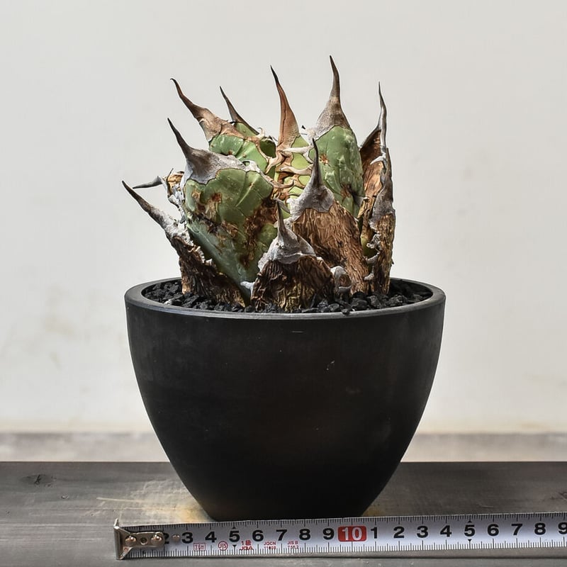 アガベ オアハカ 