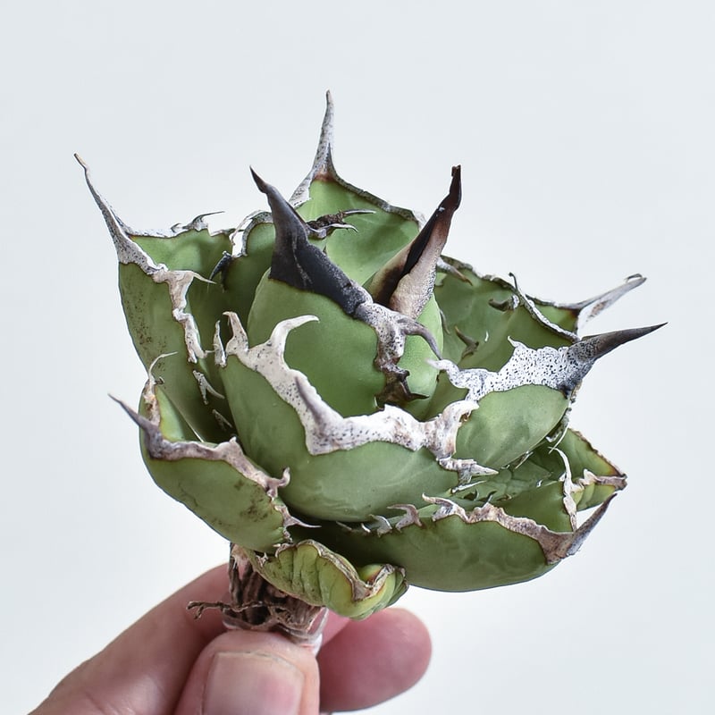 アガベ チタノタ 