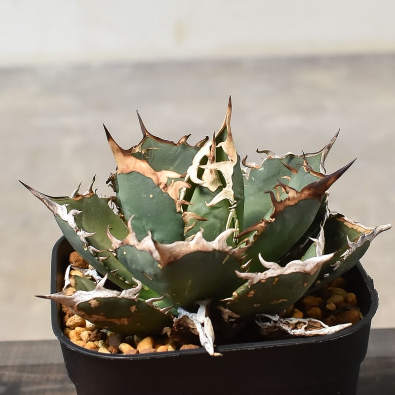 アガベ チタノタ 