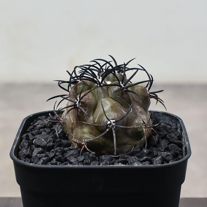 コピアポア グリセオビオラセア 