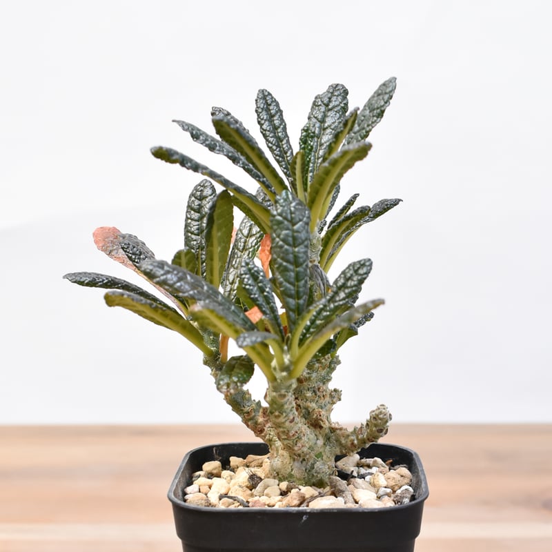 ドルステニア ギガス【実生】A | RAFLUM / ラフラム｜東京、大阪の塊根