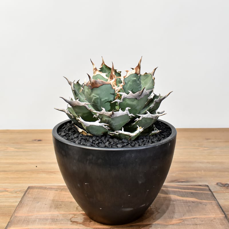 アガベ チタノタ 