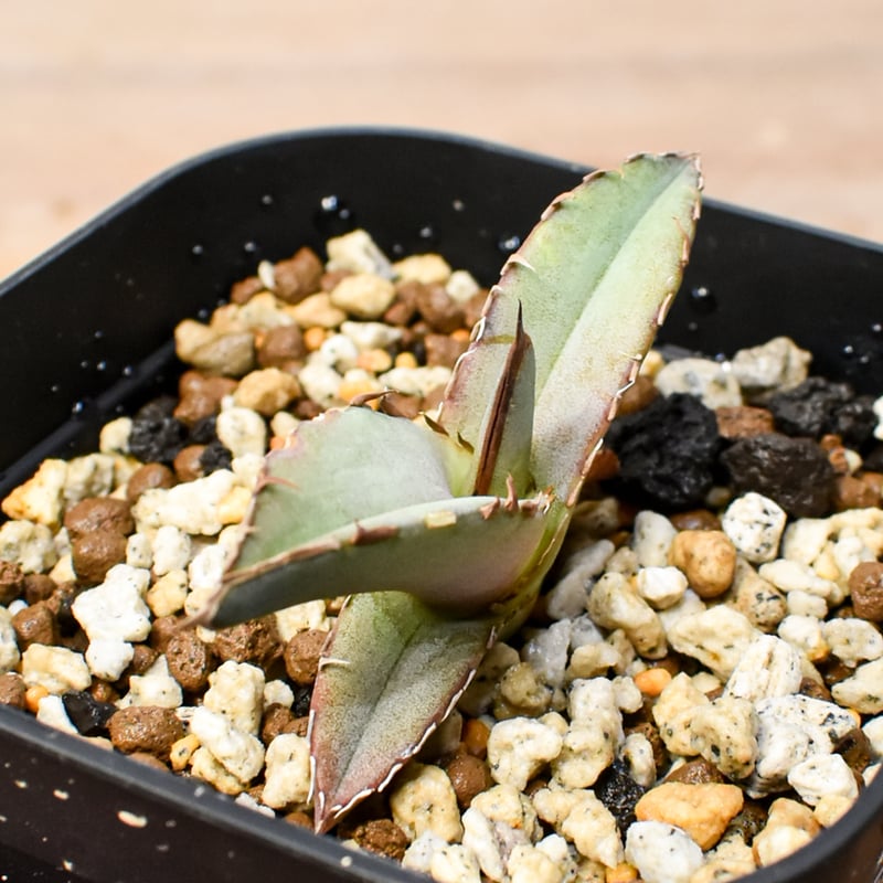 SALE中 アガベチタノタ ホワイトファイヤーOC株 オテロイ実生 ウリエル