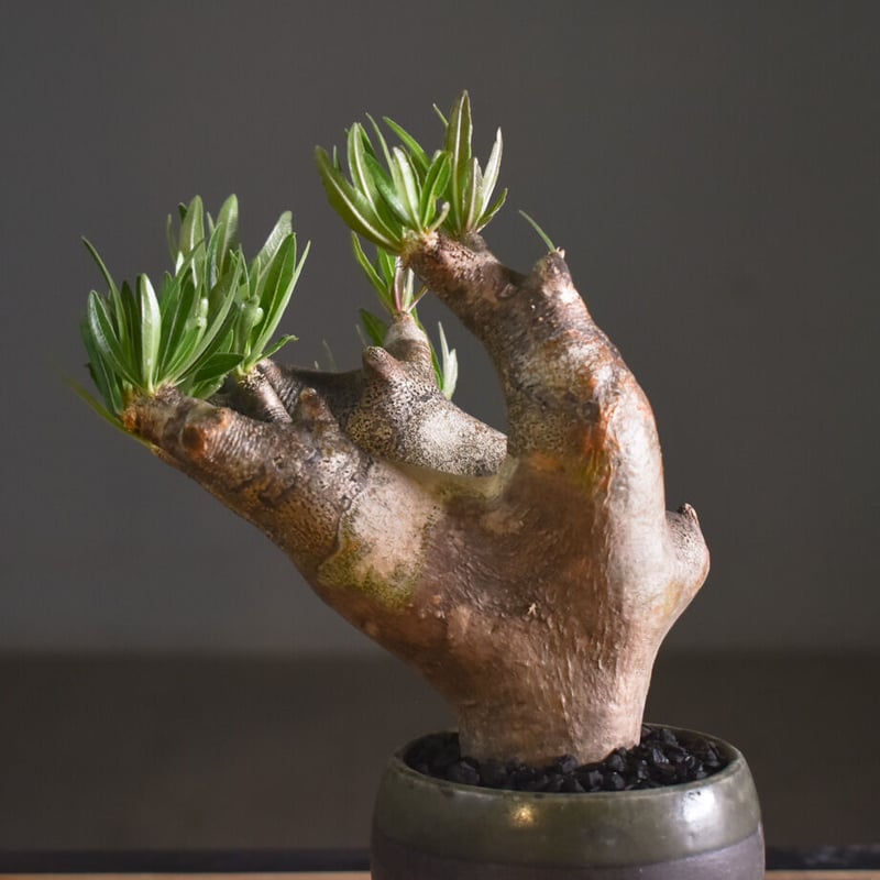 パキポディウム イノピナツム 【 大人気！横長樹形が絶妙バランス