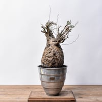 パキポディウム グラキリス 