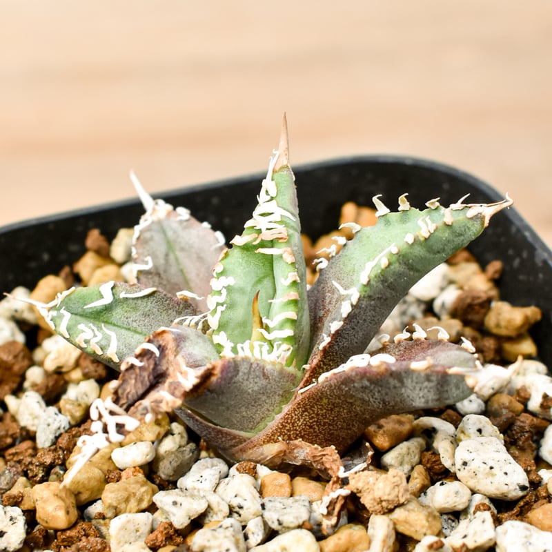 アガベ チタノタ ゴジラ 