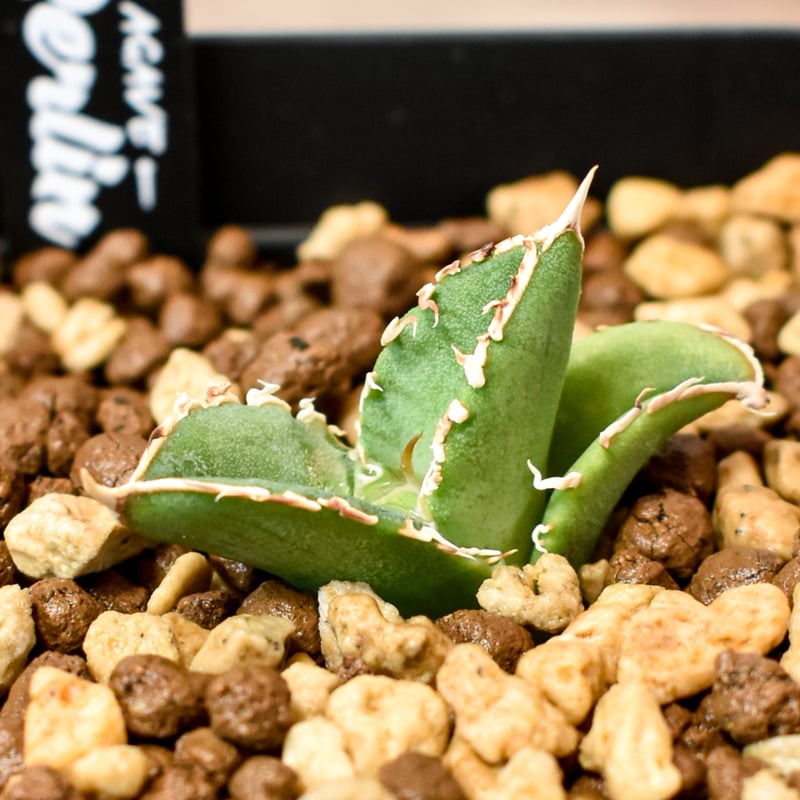 アガベ チタノタ ホオジロザメ 