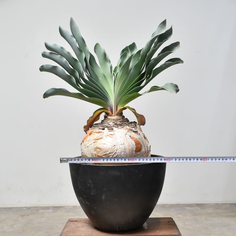 RAFLUMコレクション】ブーファン ハエマンソイデス (発根済み) A