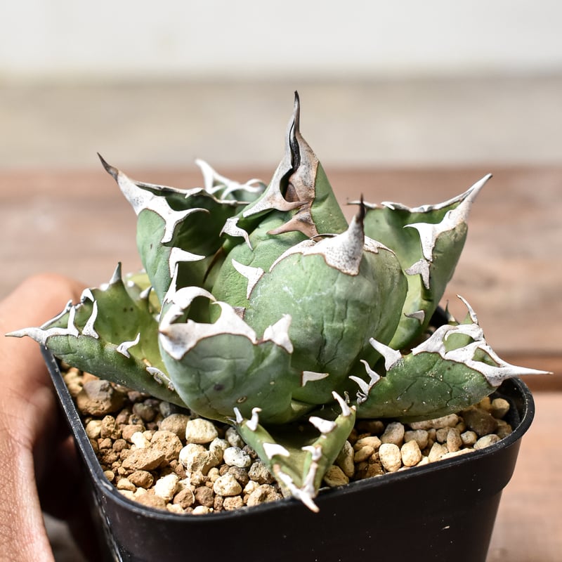 アガベ チタノタ ドワーフ / 