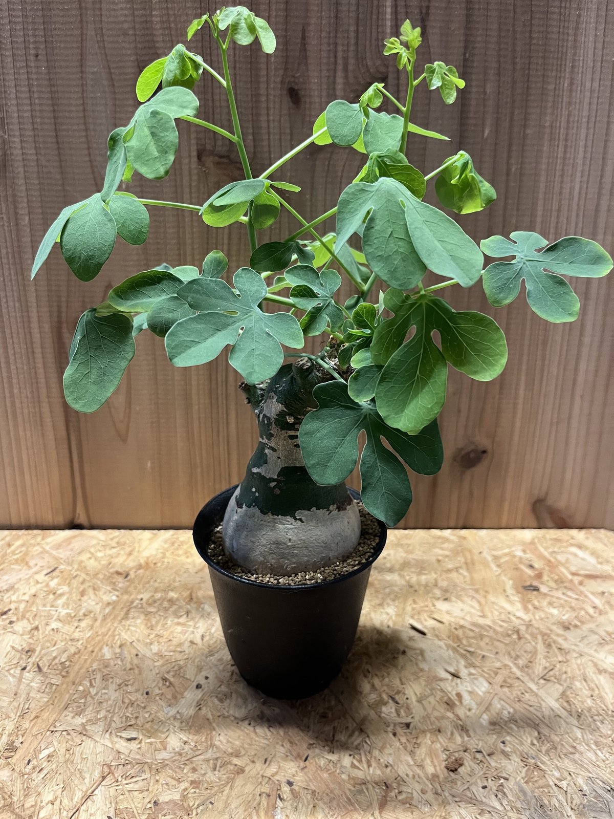 アデニア グラウカ | GREEN LUCK