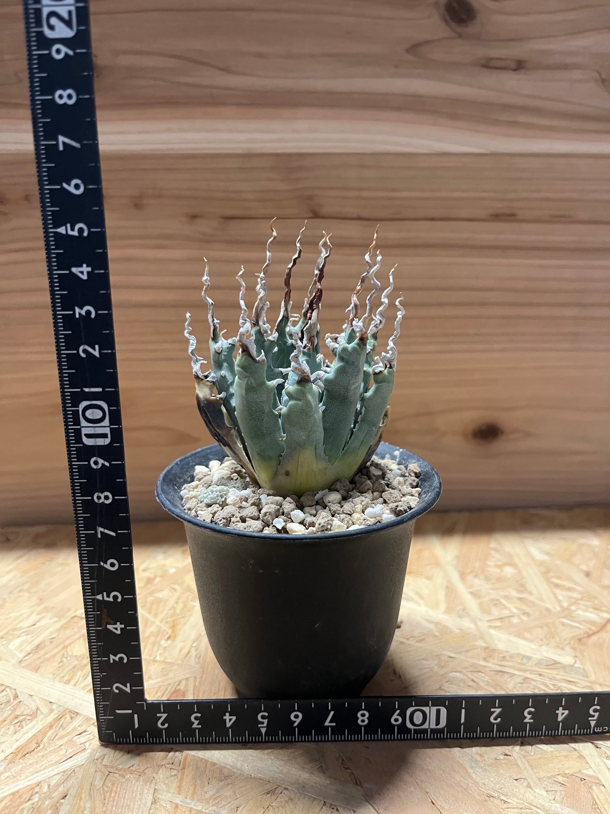 アガベ ユタエンシス エボリスピナ 陽炎 未発根 | GREEN LUCK