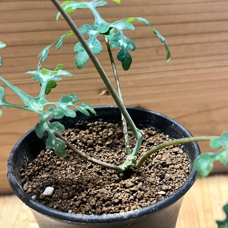 アデニア ペリエリ | GREEN LUCK