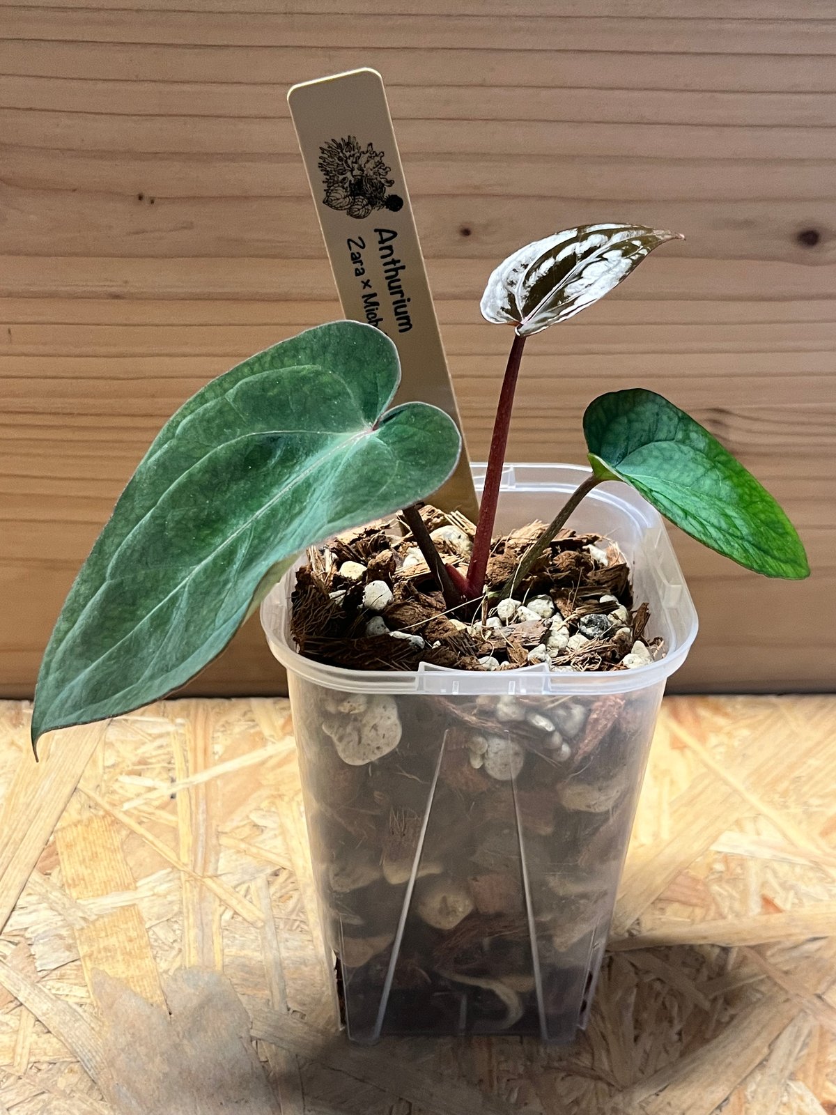 希少種】アンスリウム・グイルディンキーAnthurium guildingii 希少種