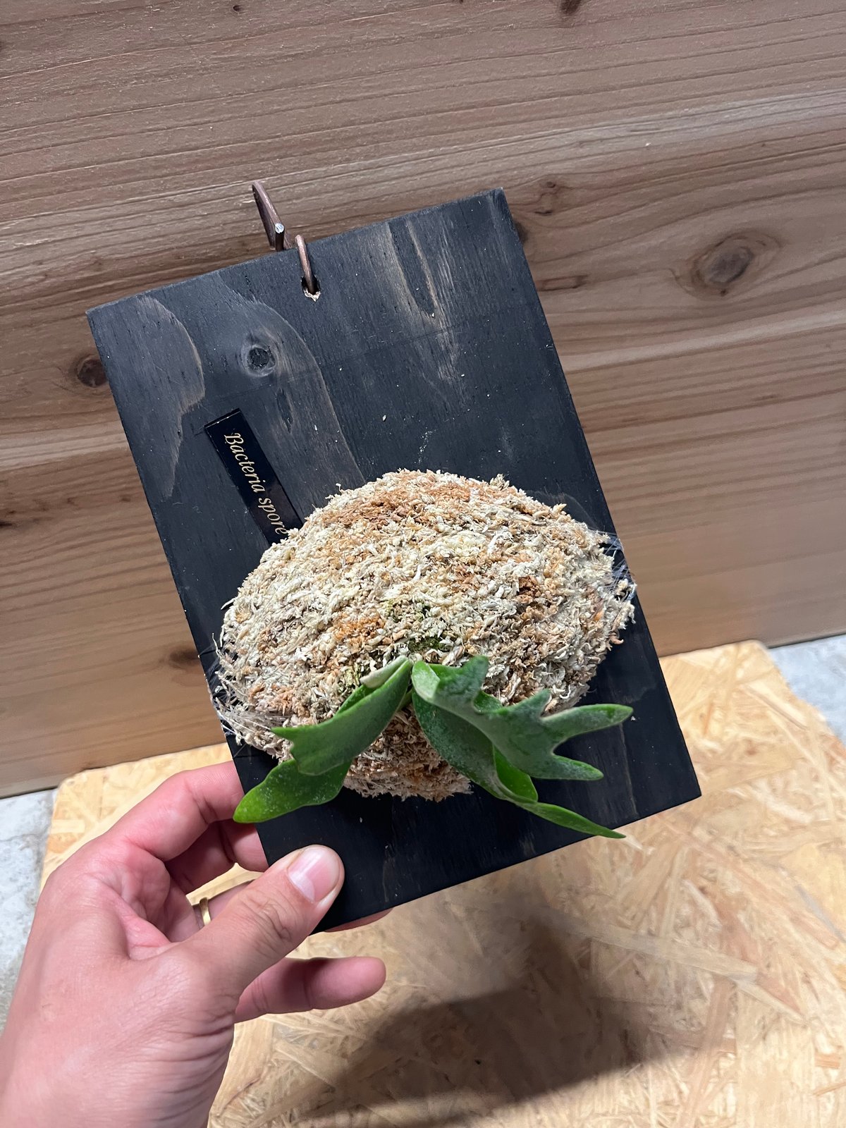 ビカクシダ バクテリア スポア | GREEN LUCK