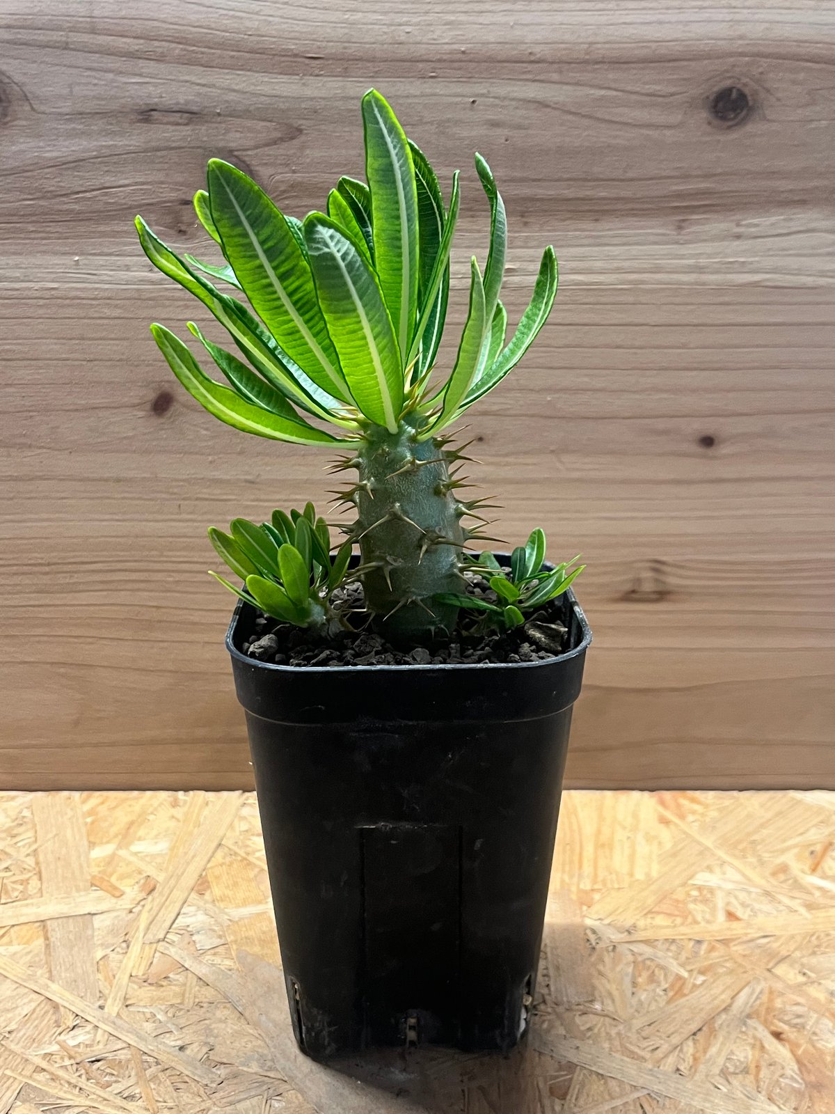 パキポディウム アンボンゲンセ 多頭株 | GREEN LUCK