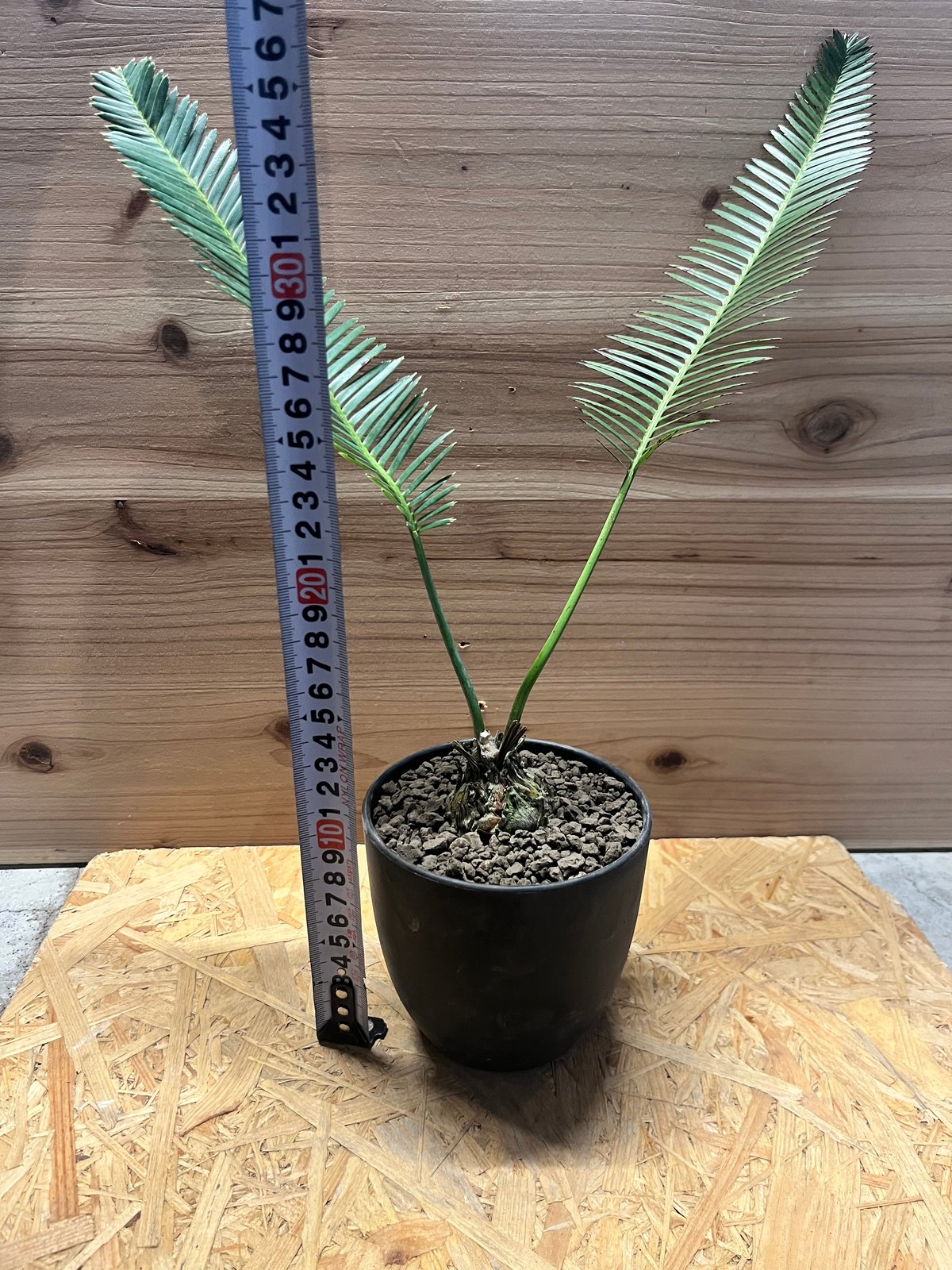 ディオーン エデュレ | GREEN LUCK