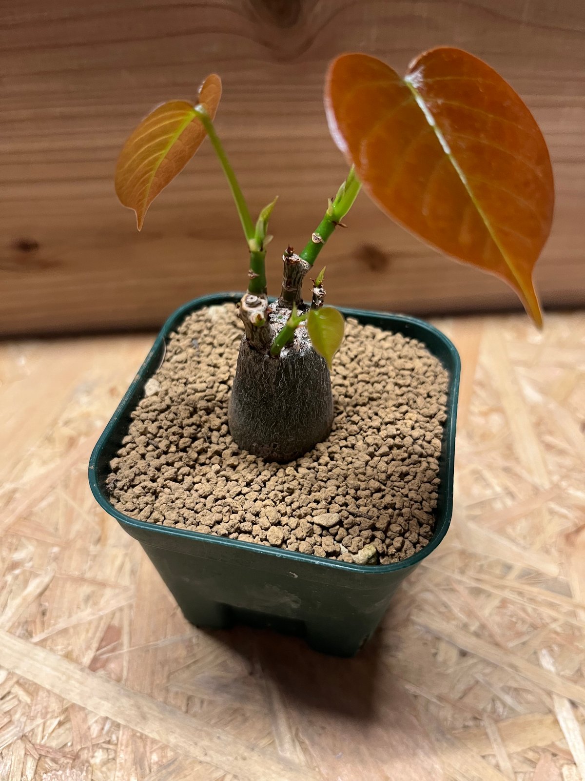 プセウドボンバックス エリプティクム | GREEN LUCK