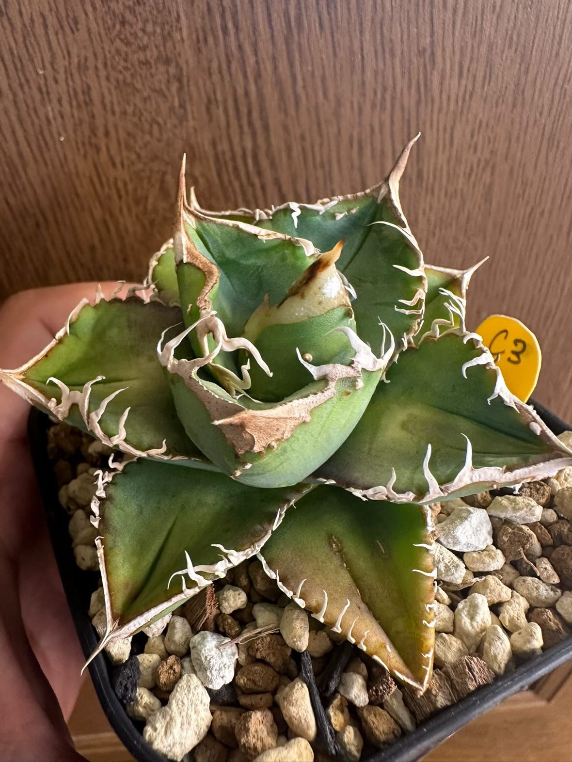 アガベ チタノタ 'NO NAME スタッズ' | GREEN LUCK