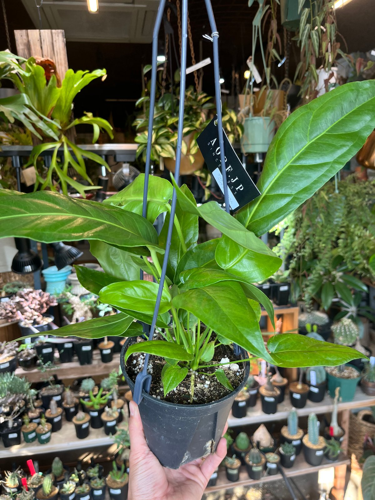 アンスリウム ペンドゥリフォリウム | GREEN LUCK