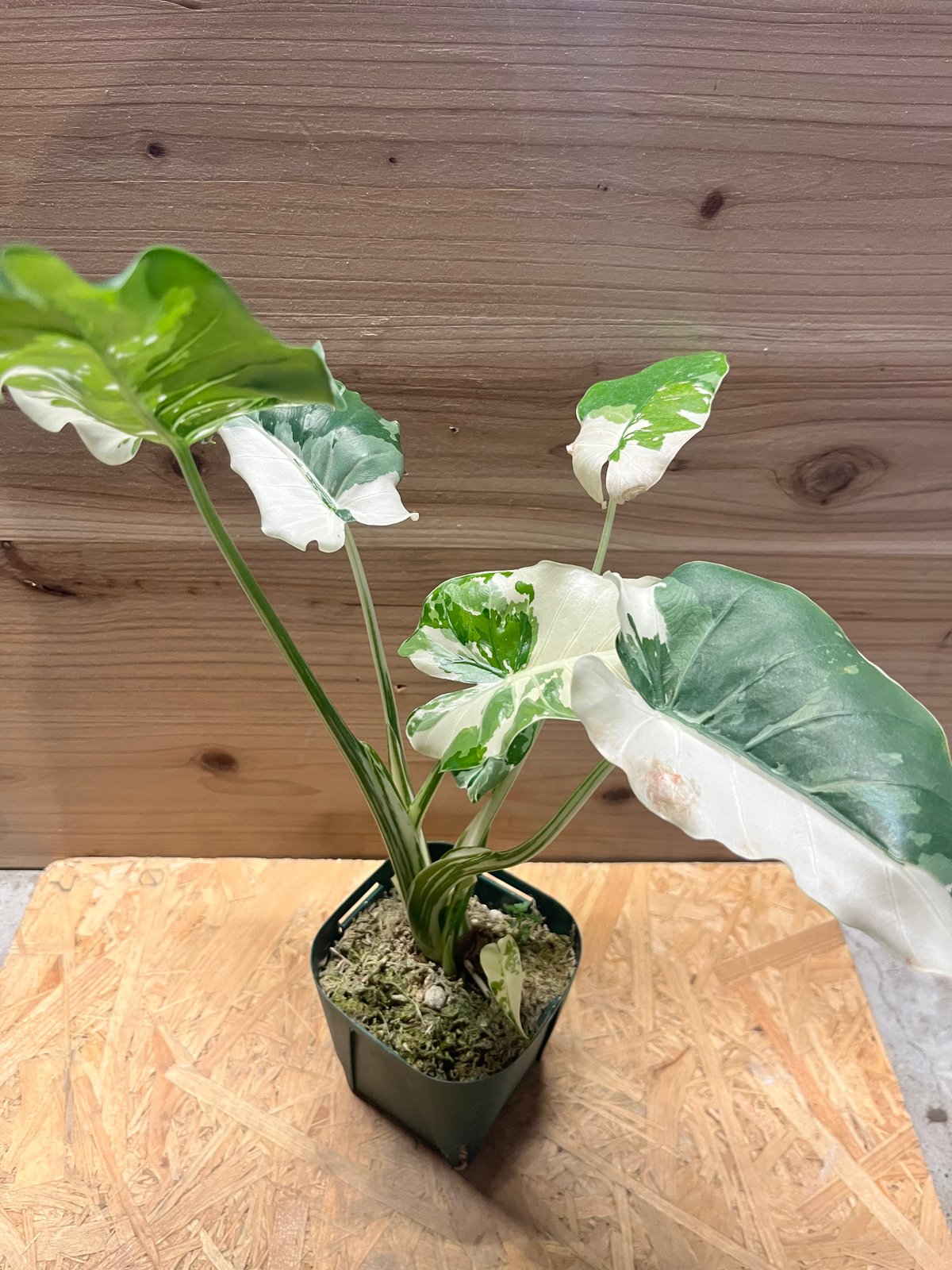 アロカシア オドラ クワズイモ 斑入り | GREEN LUCK