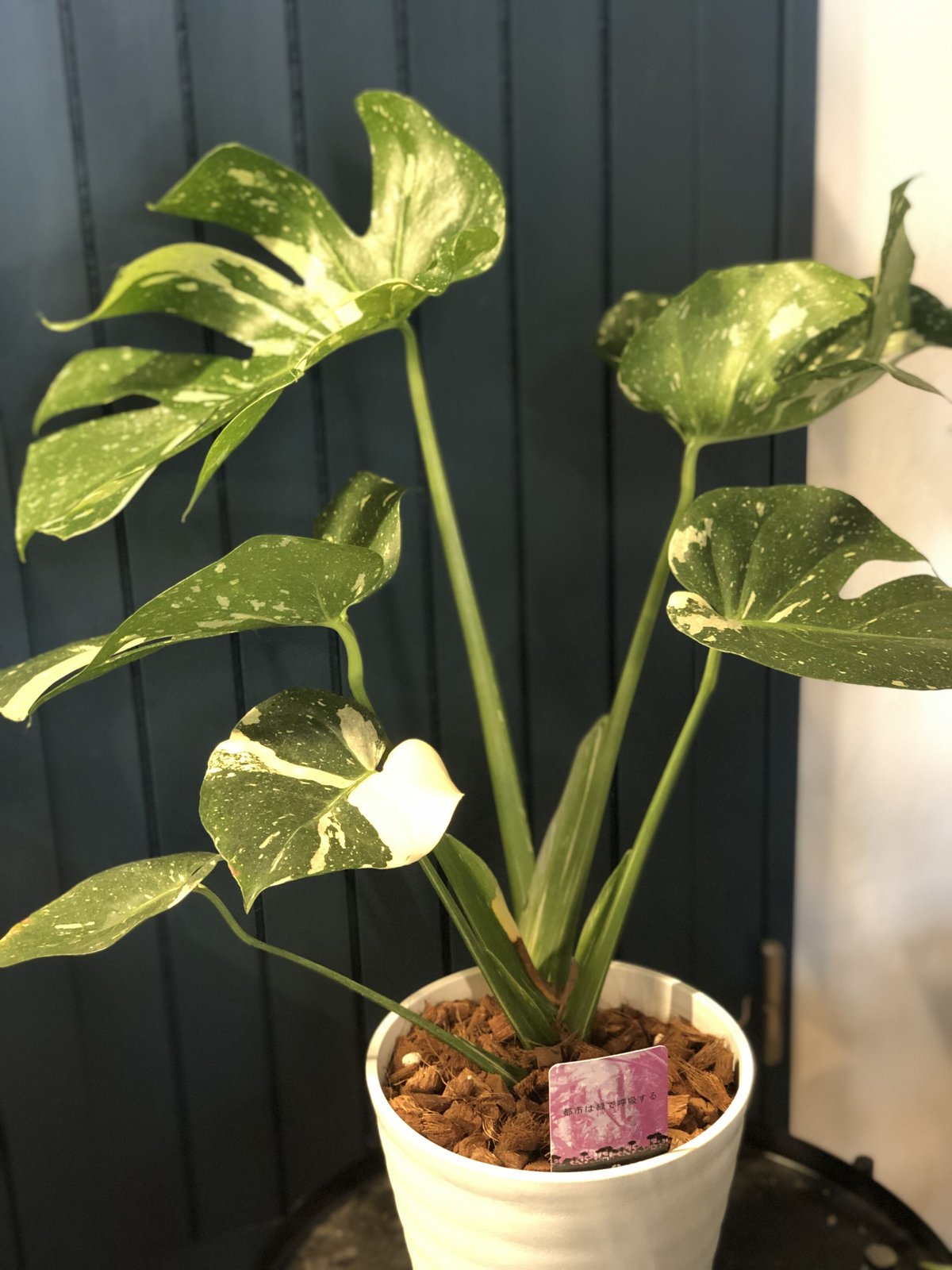 斑入りモンステラ デリシオーサ バリエガータ | GREEN LUCK