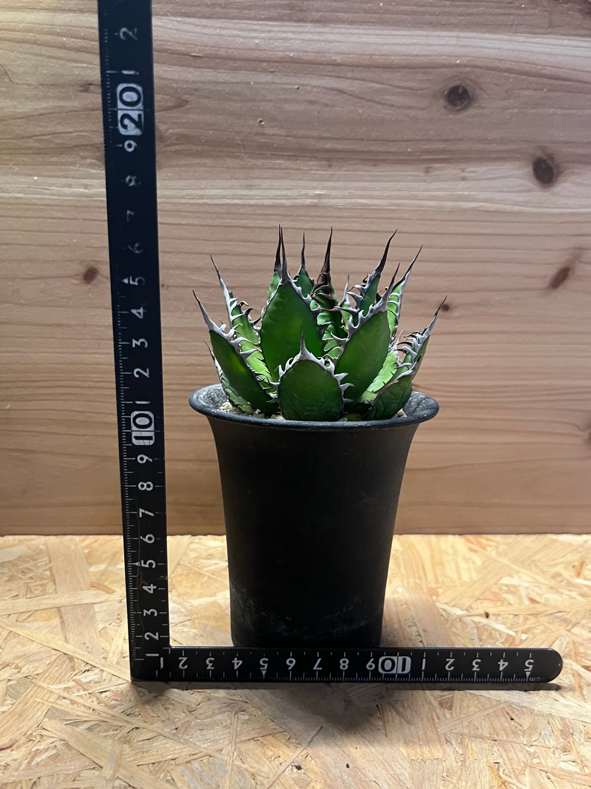 アガベ ホリダ 陽炎タイプ | GREEN LUCK