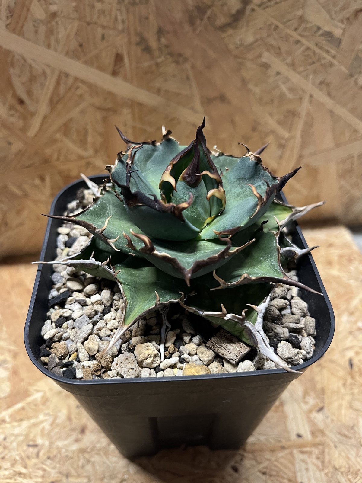 アガベ チタノタ ハデス | GREEN LUCK