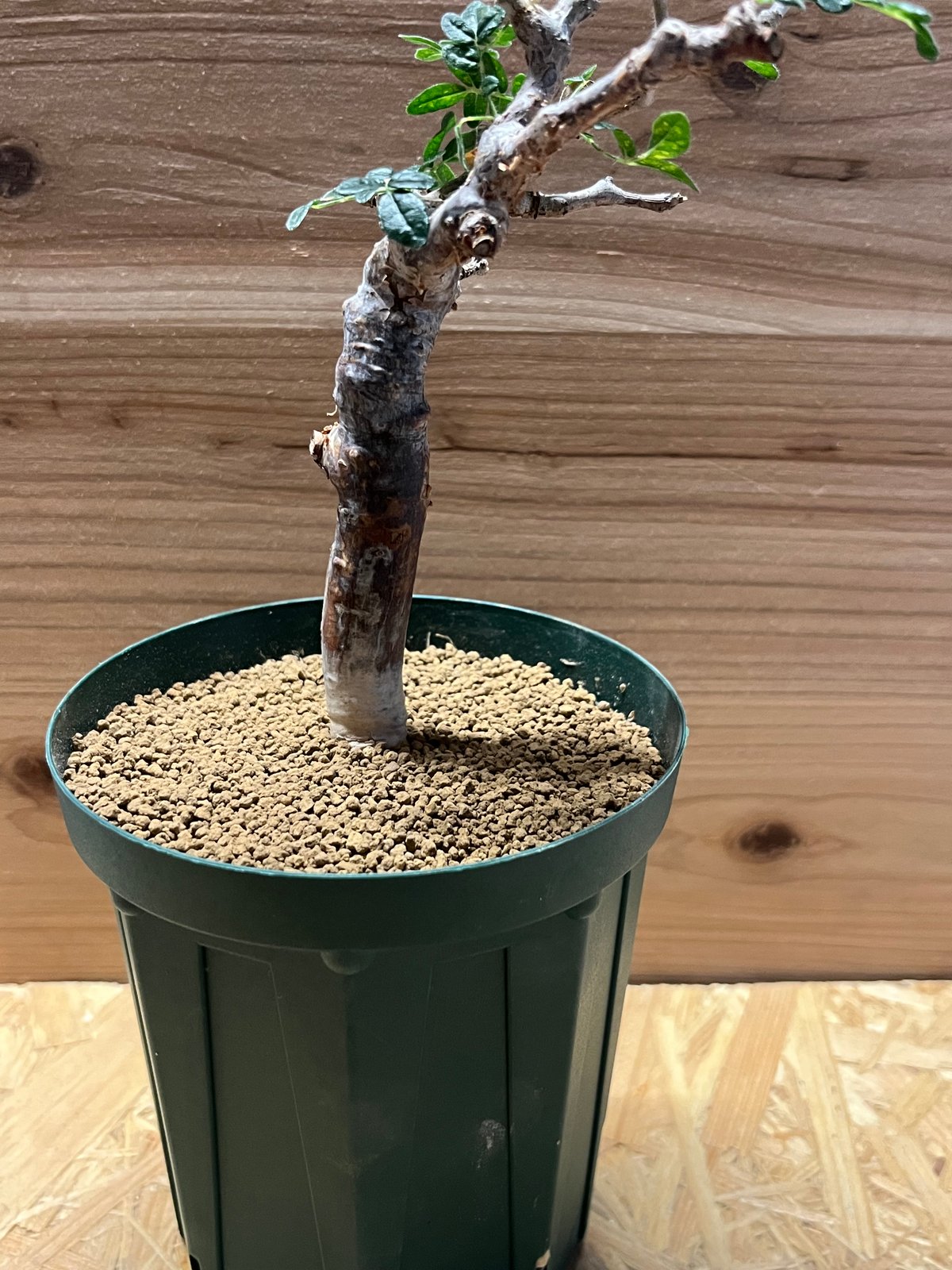 コミフォラ モンストローサ | GREEN LUCK