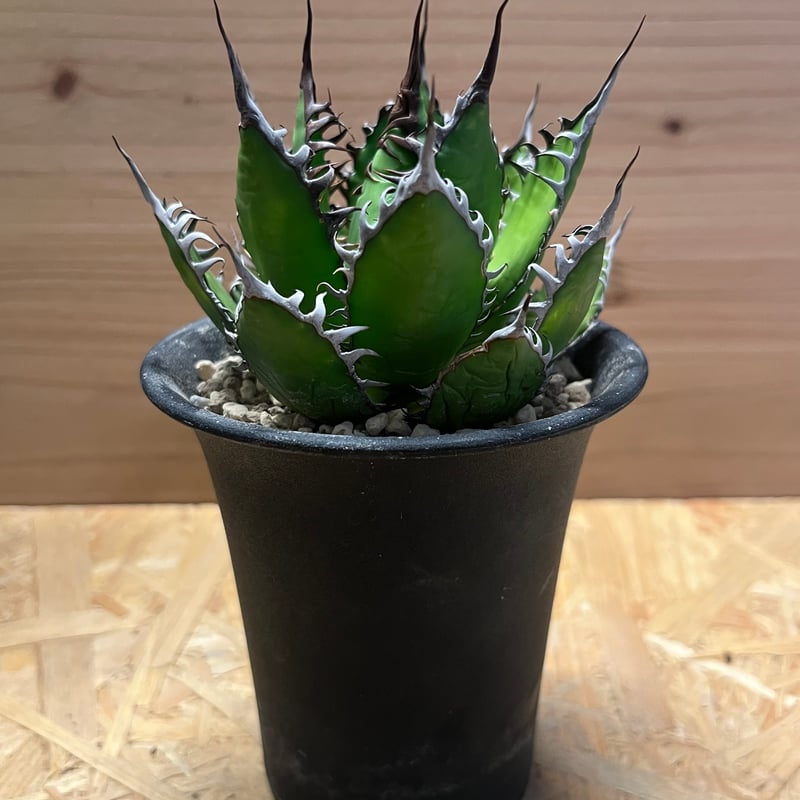 アガベ ホリダ 陽炎タイプ | GREEN LUCK