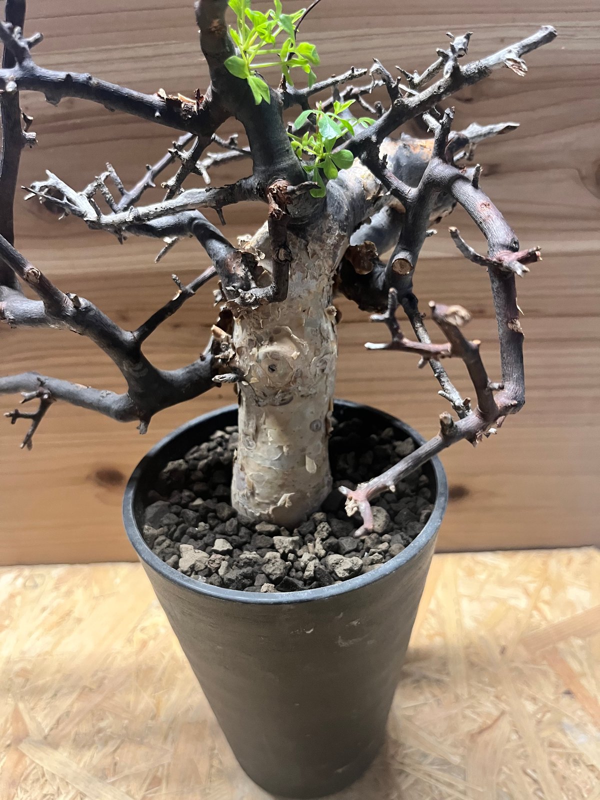 コミフォラ カタフ ソマリア | GREEN LUCK