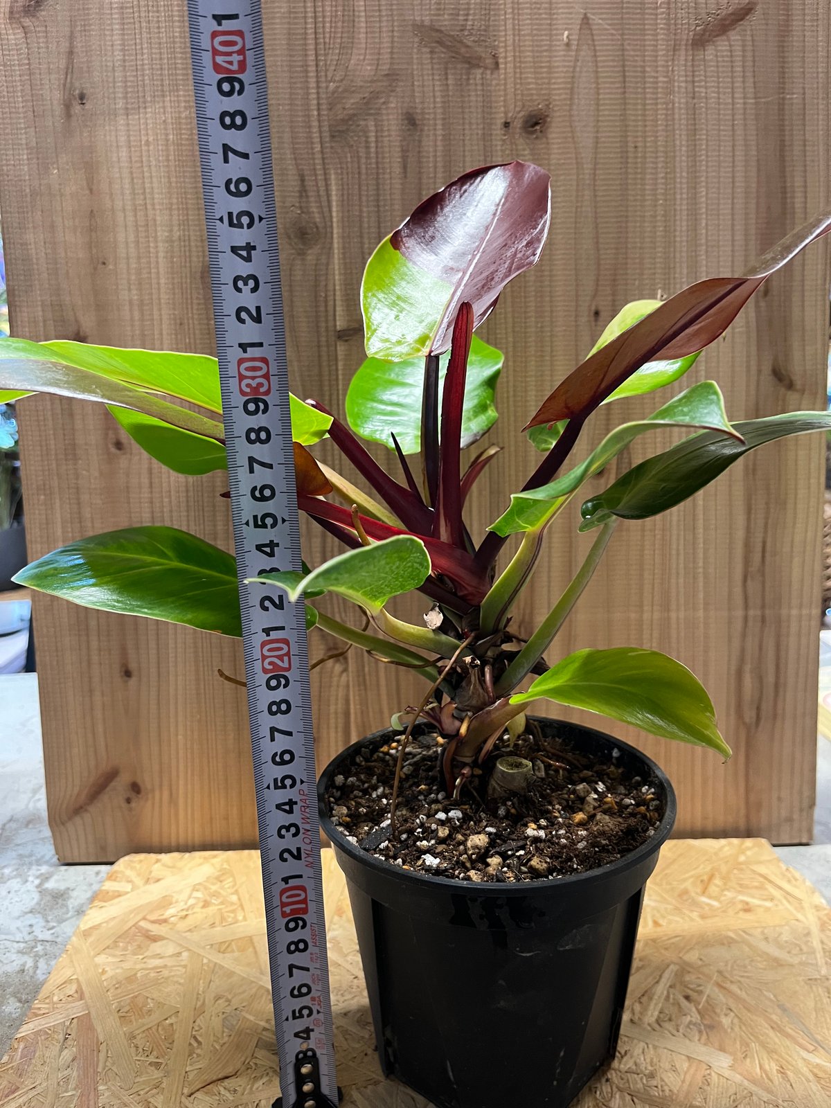 フィロデンドロン インペリアルイエローフレーム | GREEN LUCK